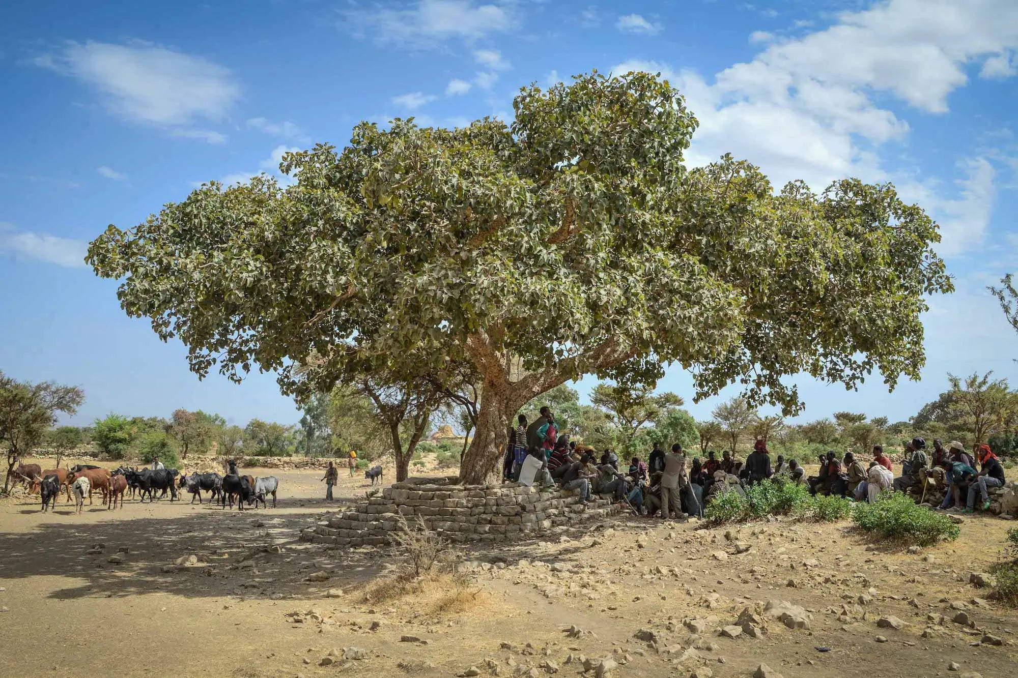 Assisted Natural Regeneration